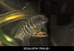 Eretmodus cyanostictus orange dorsal /wild/