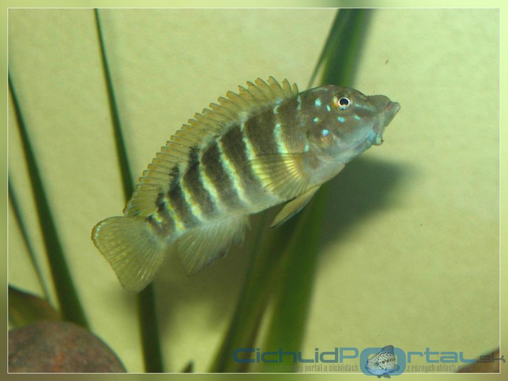 Eretmodus cyanostictus orange dorsal /wild/