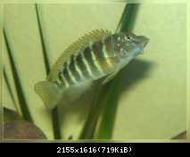 Eretmodus cyanostictus orange dorsal /wild/