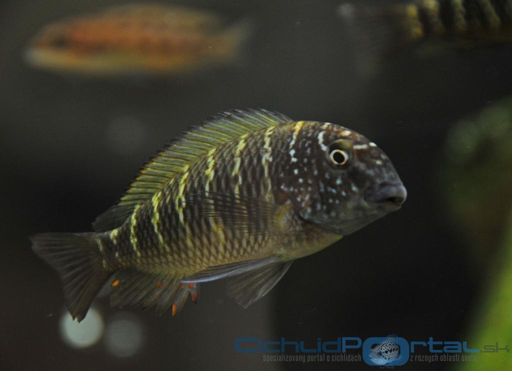 Tropheus moorii Murago