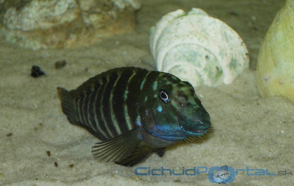 Eretmodus cyanostictus orange dorsal-(wild)