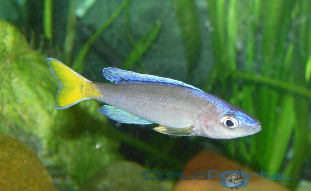 Cyprichromis  leptosoma, Mpulungu