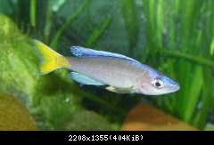 Cyprichromis  leptosoma, Mpulungu