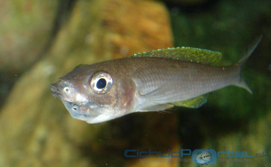 Cyprichromis  leptosoma, Mpulungu