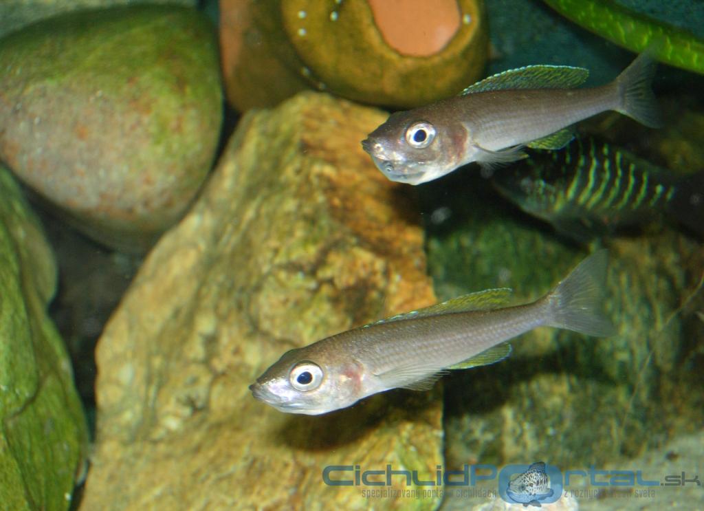 Cyprichromis  leptosoma, Mpulungu