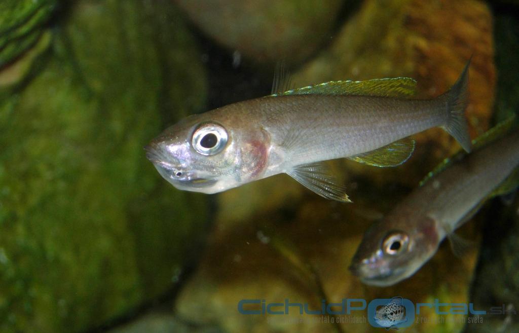 Cyprichromis  leptosoma, Mpulungu