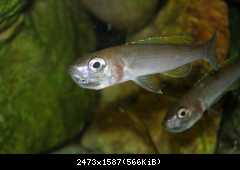 Cyprichromis  leptosoma, Mpulungu