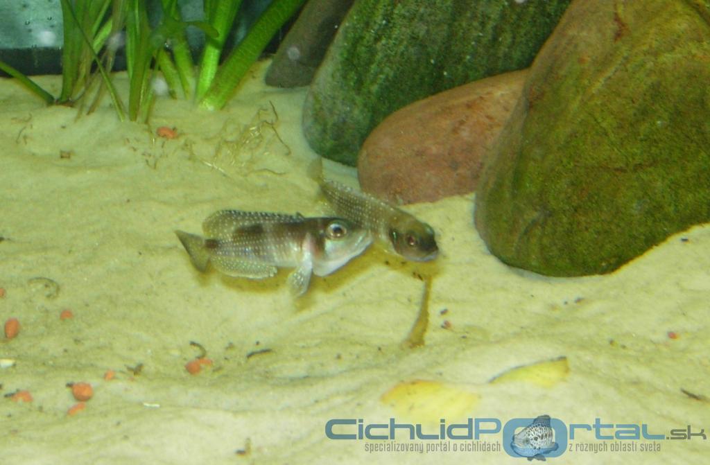 Lamprologus meleagris