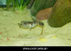 Lamprologus meleagris