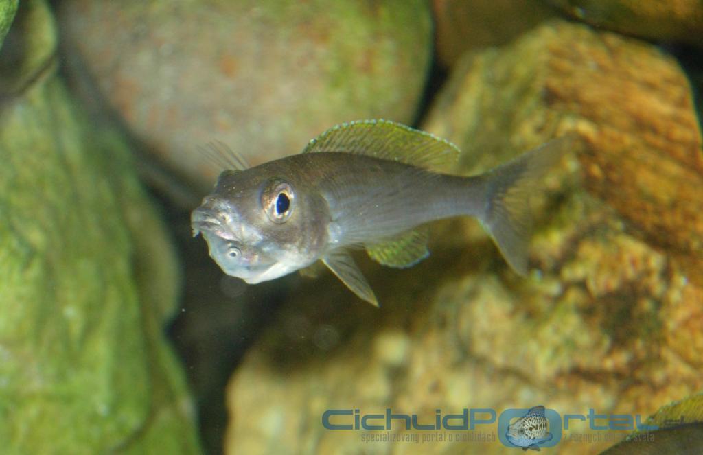 Cyprichromis  leptosoma, Mpulungu