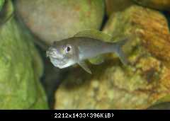Cyprichromis  leptosoma, Mpulungu
