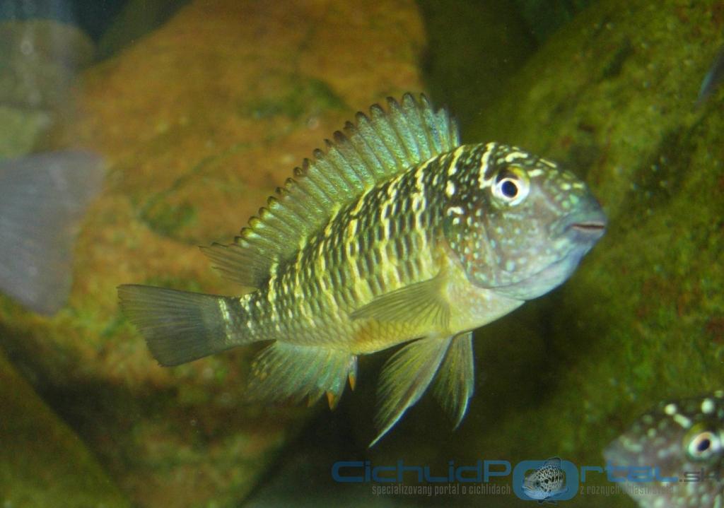 Tropheus Moorii  Murago mamča