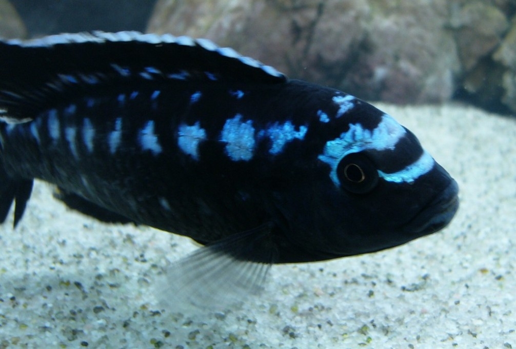 Melanochromis interruptus /dominantny samec/