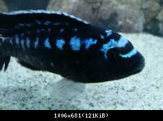 Melanochromis interruptus /dominantny samec/