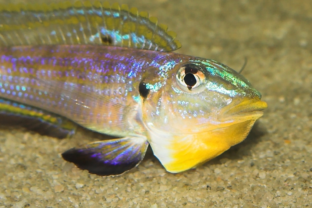 Xenotilapia sp. Kilesa