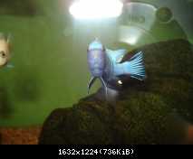 Cynotilapia afra