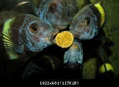 Tropheus duboisi maswa