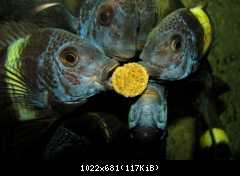 Tropheus duboisi maswa