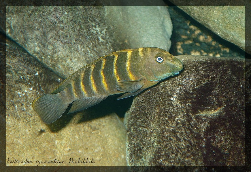 Eretmodus cyanosticus Mabilibili