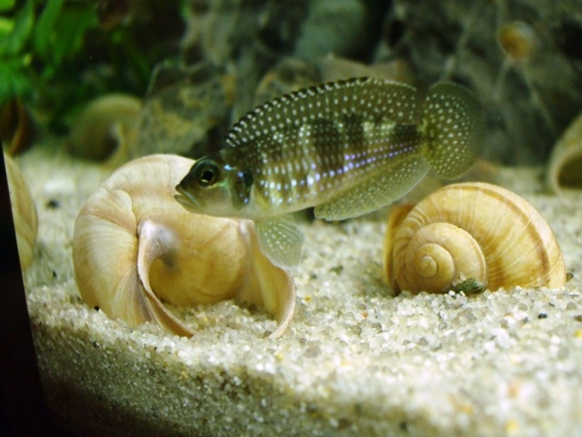 Lamprologus meleagris