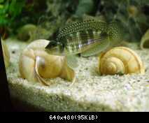 Lamprologus meleagris