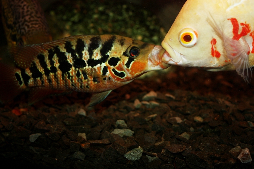 Parachromis motaguensis - mladá samica a Astronotus ocellatus albin red tiger