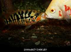 Parachromis motaguensis - mladá samica a Astronotus ocellatus albin red tiger