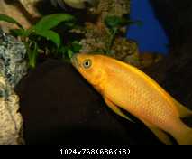 Neolamprologus leleupi