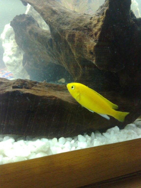 Labidochromis caeruleus elektrick yelow