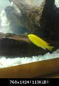 Labidochromis caeruleus elektrick yelow