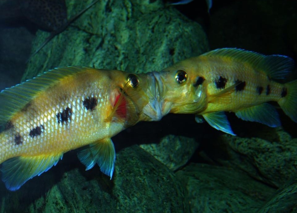 Neolamprologus sexfasciatus Gold - souboj