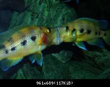 Neolamprologus sexfasciatus Gold - souboj