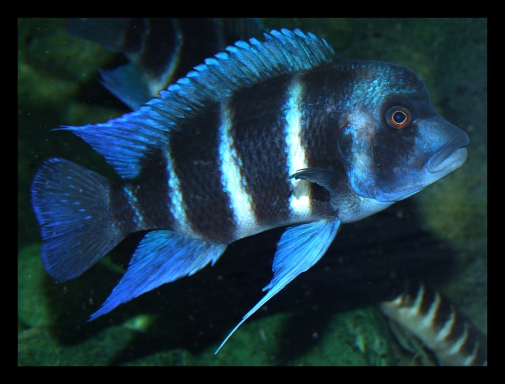 Cyphotilapia gibberosa Blue Mpimbwe