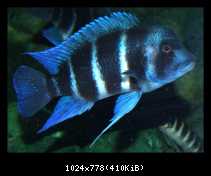 Cyphotilapia gibberosa Blue Mpimbwe