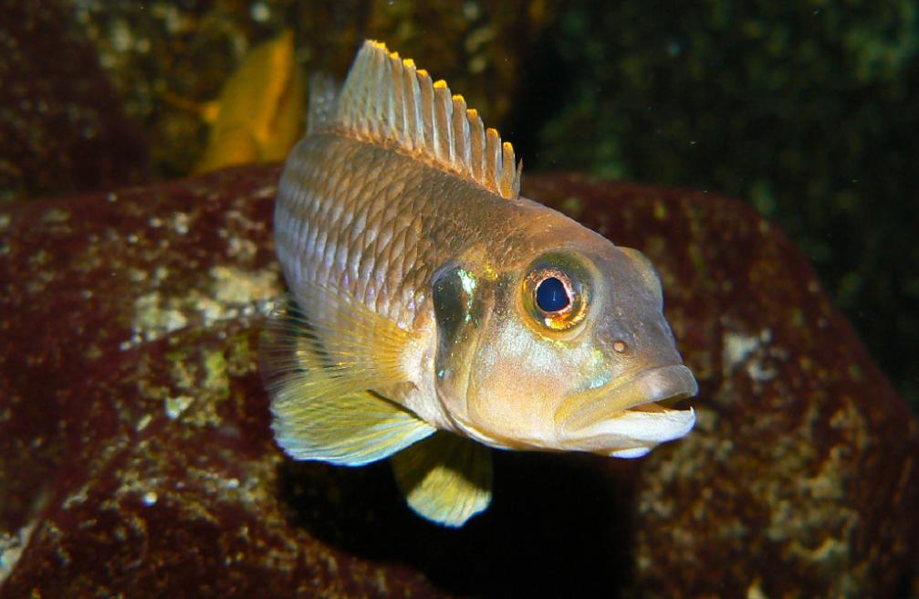 Lamprologus ocellatus