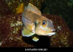 Lamprologus ocellatus