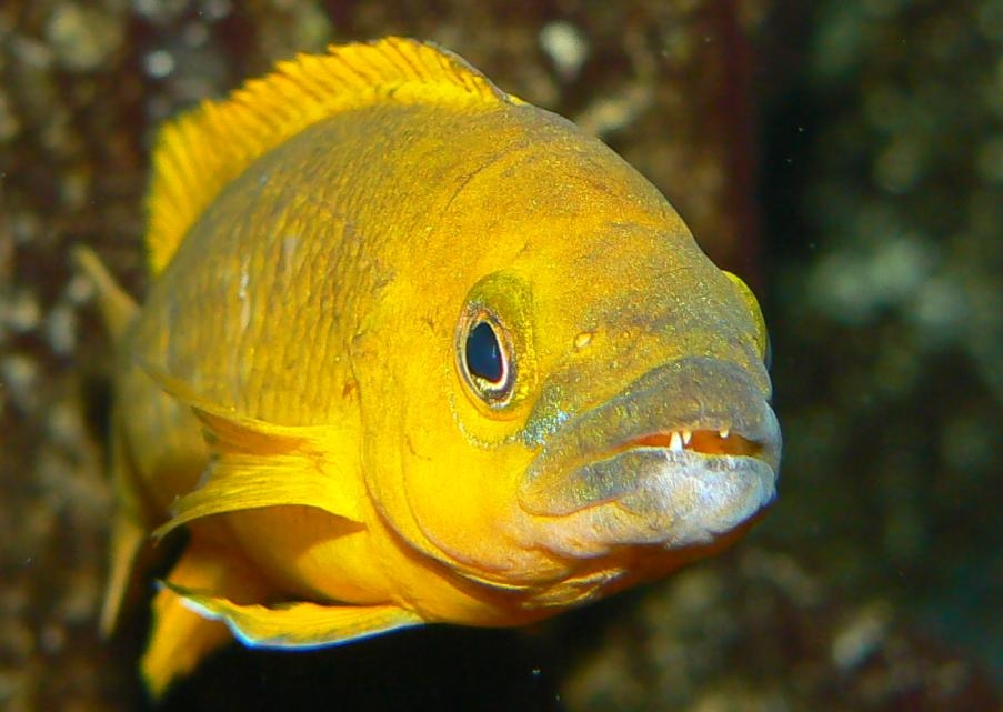 neolamprologus leleupy