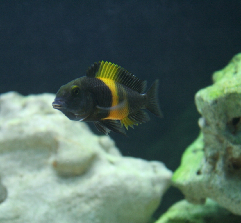 TROPHEUS MOORI Kiriza