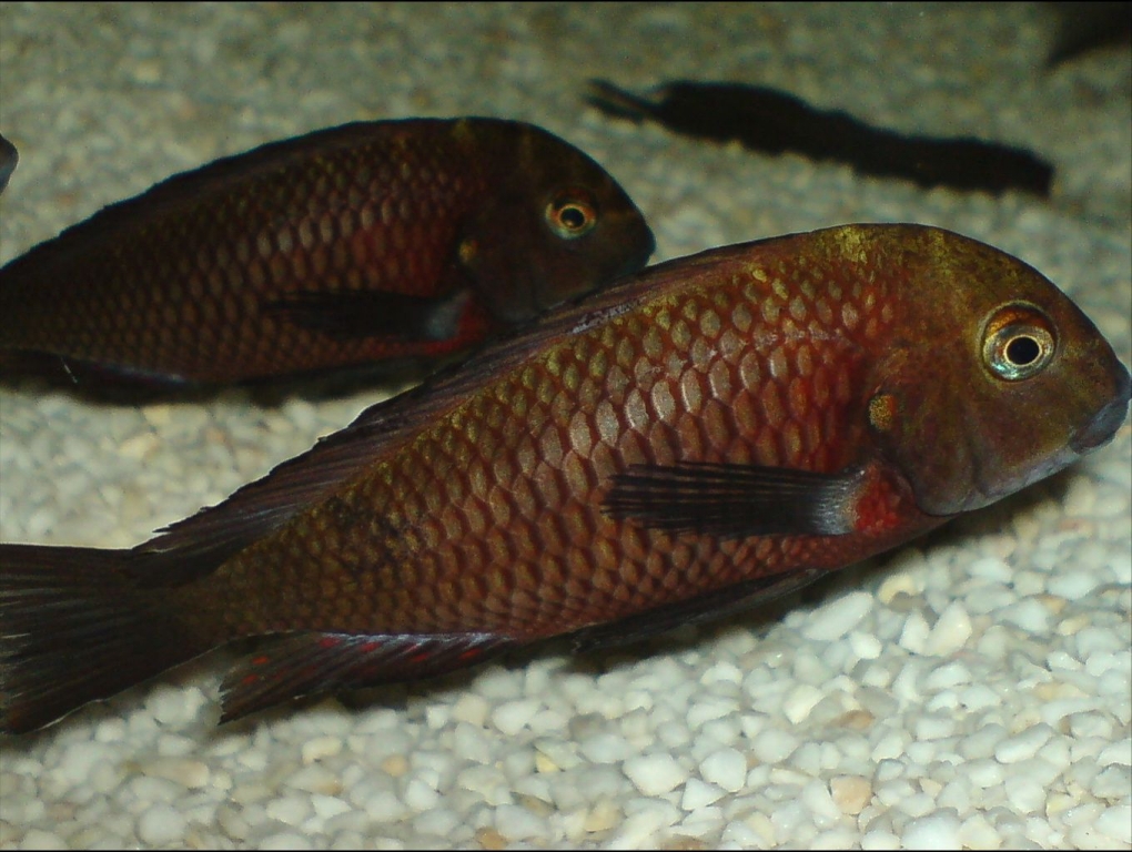 tropheus lupota