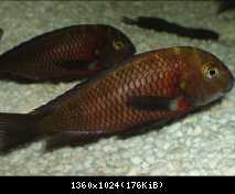 tropheus lupota