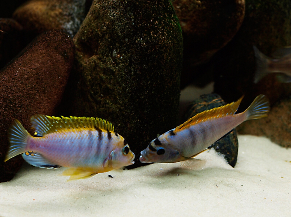 Labidochromis hongi