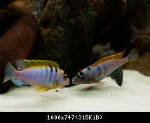 Labidochromis hongi