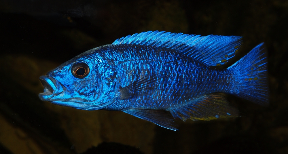 Sciaenochromis freyeri