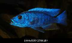 Sciaenochromis freyeri