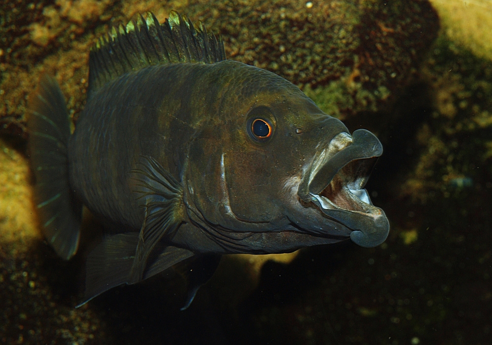 Melanochromis labrosus