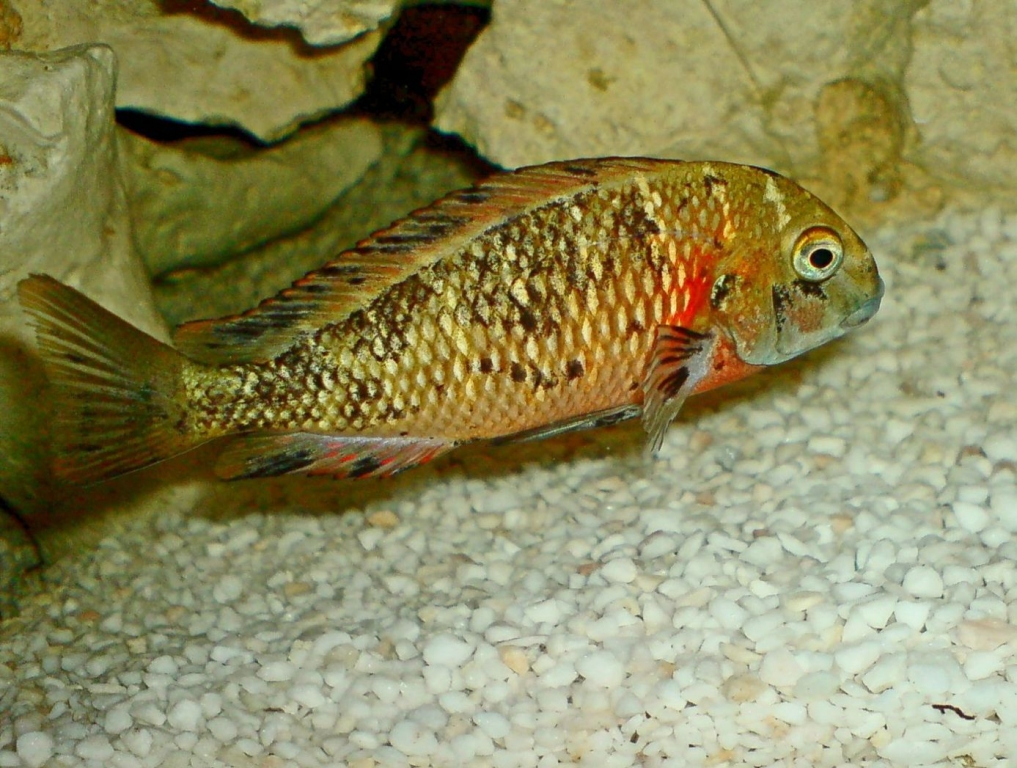 tropheus  lupota OB