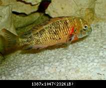tropheus  lupota OB