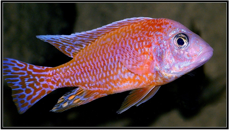 Aulonocara Fire Fish