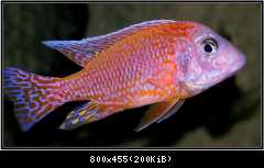 Aulonocara Fire Fish