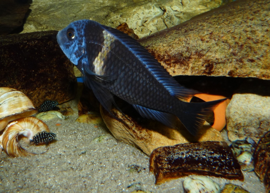 Tropheus duboisi- maswa